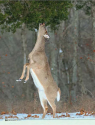 UNDERSTANDING WHITETAIL BROWSING PRESSURE
