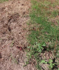 What Is a Good Burndown for a Fall Food Plot?