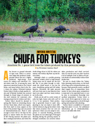 Imperial Whitetail Chufa for Turkeys
