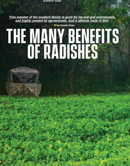 The Many Benefits of Radishes