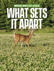 Imperial Whitetail Clover: What Sets it Apart