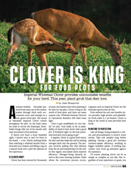 Clover is King for Food Plots