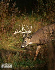 12 Projects to Help Whitetails