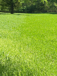 Spray First and Then Mow? Or the Opposite?