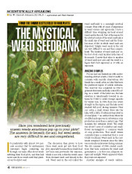 The Mystical Weed Seedbank