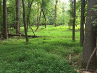 Japanese Stiltgrass: A Quiet but Aggressive Invader in Your Woods and Food Plots