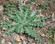 How Do I Control Thistles in My Food Plots?