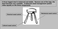 The Three-Legged Stool of Weed Management in Food Plots