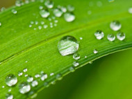 Rainfastness: What It Is and Why It Matters in Food Plot Weed Control