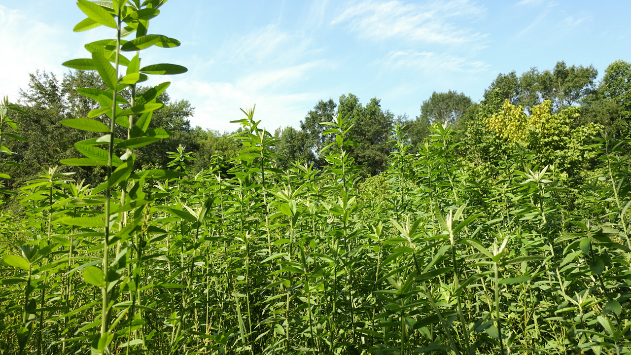 Whitetail Institute Sunn Hemp Cover Crop for Deer Food Plots