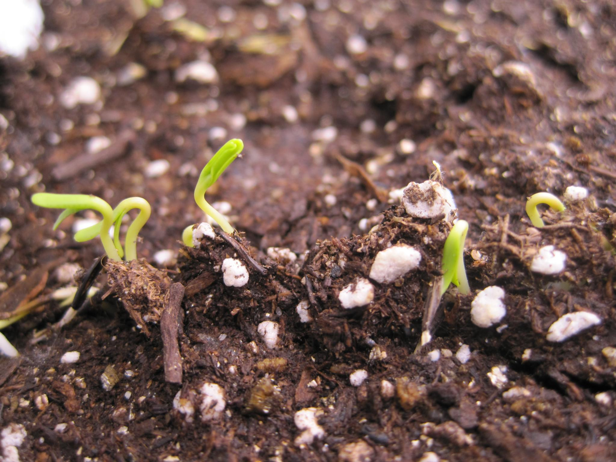 Seed Plot How to Store Food Plot Seed for Future Planting - Whitetail Institute