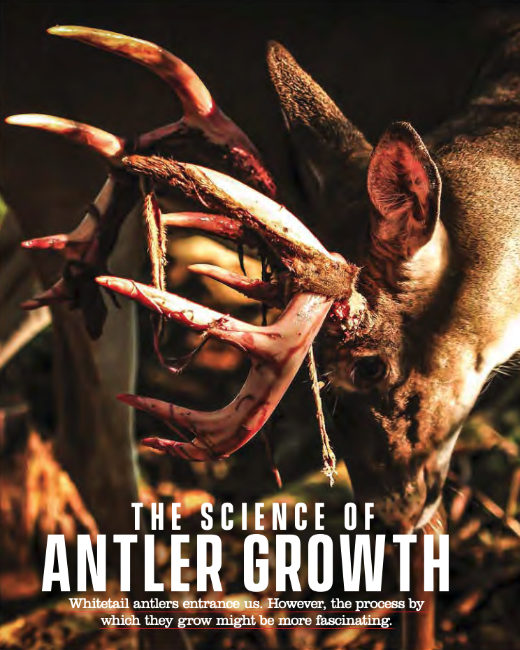 The Science of Antler Growth Whitetail Institute