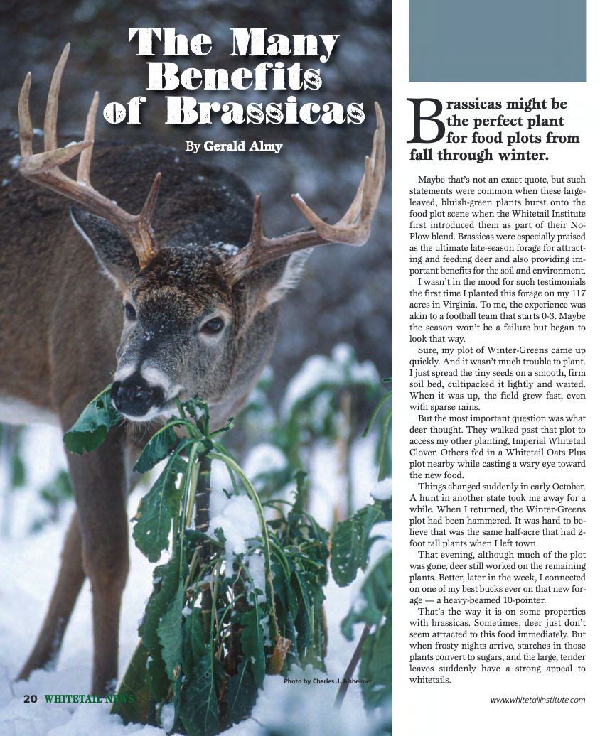 The Many Benefits of Brassicas Whitetail Institute