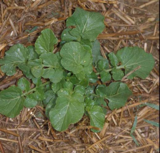 Winter Annual/Biennial Weed ID: Yellow Rocket - Whitetail Institute