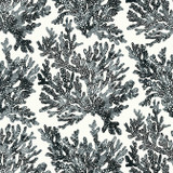 Marine Coral Black T10123 by Thibaut Wallpaper Thibaut Wallpaper Marine Coral Black T10123Wallpaper Tropics Wallpaper U.S.A. </p><p>Repeat: V: 25.25 27 - Fabric Carolina - Marine Coral Black T10123 by Thibaut Wallpaper Thibaut Wallpaper Marine Coral Black T10123Wallpaper Tropics Wallpaper U.S.A. </p><p>Repeat: V: 25.25 27 - Fabric Carolina -