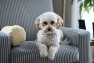 Which Upholstery Fabric is Best for Pet Owners?