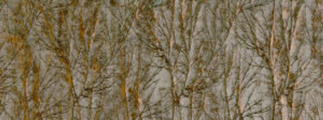 Tivo Patina 246 by Norbar Fabric SENSATION 100% POLYESTER INDIA 9 1/2"V 8 1/2"H 53 - Fabric Carolina -