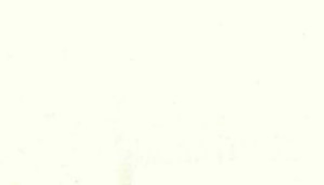 Okin Ivory by Norbar Fabric OKIN 100% POLYESTER INDIA 54 - Fabric Carolina -