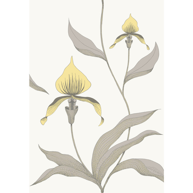 Orchid Yellow/White by Cole & Son Wallcovering CONTEMPORARY RESTYLED PAPER - 100% United Kingdom Horizontal: 21 and Vertical: 30 21 - Fabric Carolina -