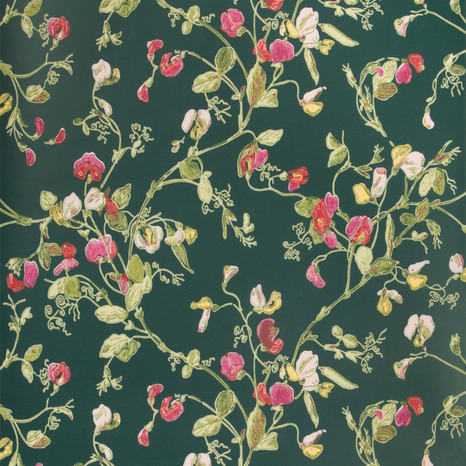 Sweet Pea Cerise/Magen/Vrdn by Cole & Son Wallcovering