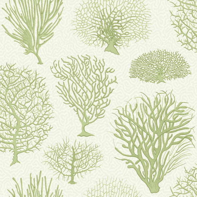 Seafern Soft Green by Cole & Son Wallcovering COLE & SON CURIO PAPER - 100% United Kingdom - Horizontal: - and Vertical: 20.5 20.5 - Fabric Carolina -