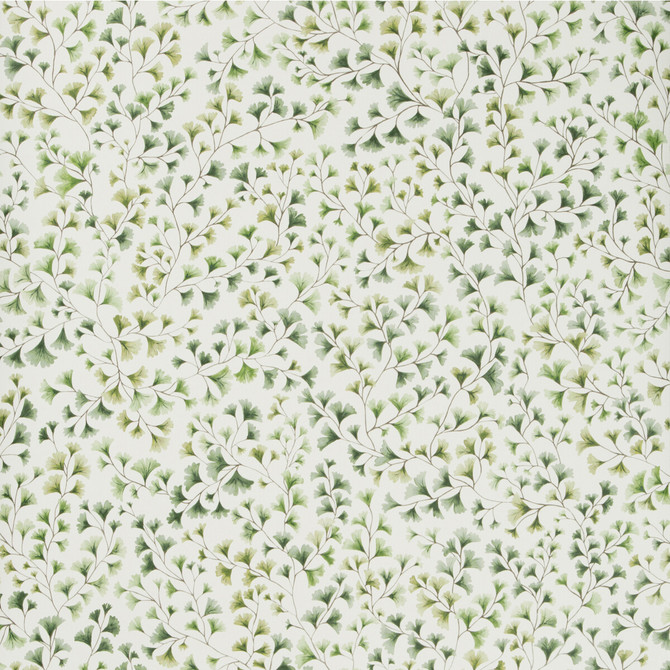 Maidenhair Olive by Cole & Son Wallcovering COLE & SON BOTANICAL BOTANICA PAPER - 100% United Kingdom Horizontal: and Vertical: 20.5 20.5 - Fabric Carolina -