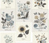 Botanical Prints Beige & Black Wallpaper by Rifle Paper Co. Rifle Paper Co. Second Edition Covers about 60.8 square feet 27-in by 27-ft long roll Unpasted 24 - Fabric Carolina -