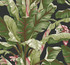 Banana Leaf Black & Red Wallpaper by York Wallcoverings Tropics Resource Library Covers about 60.8 square feet 27-in by 27-ft long roll Prepasted 25.25 - Fabric Carolina -