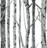 Birch Trees Monochrome by Seabrook Wallpaper NextWall Peel & Stick United States 30.75 20.87" 20.5" - Fabric Carolina -