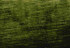 Palace Fern 306 by Norbar Fabric 100% POLYESTER INDIA 58 - Fabric Carolina -