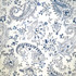 Sezincote Chitra Lapis by Europatex Fabric