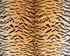 Tiger | Silk Brown On Gold YS06910001 by Old World Weavers Fabric