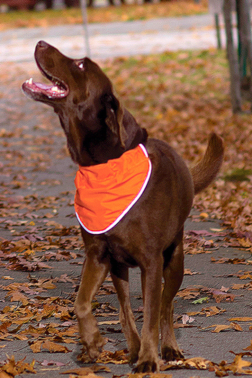 Reflect and Protect Bandana