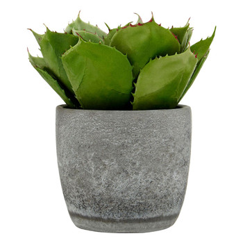 KIKI LARGE SUCCULENT IN CEMENT POT