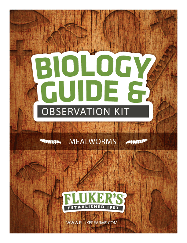 Mealworm Life-cycle class kit