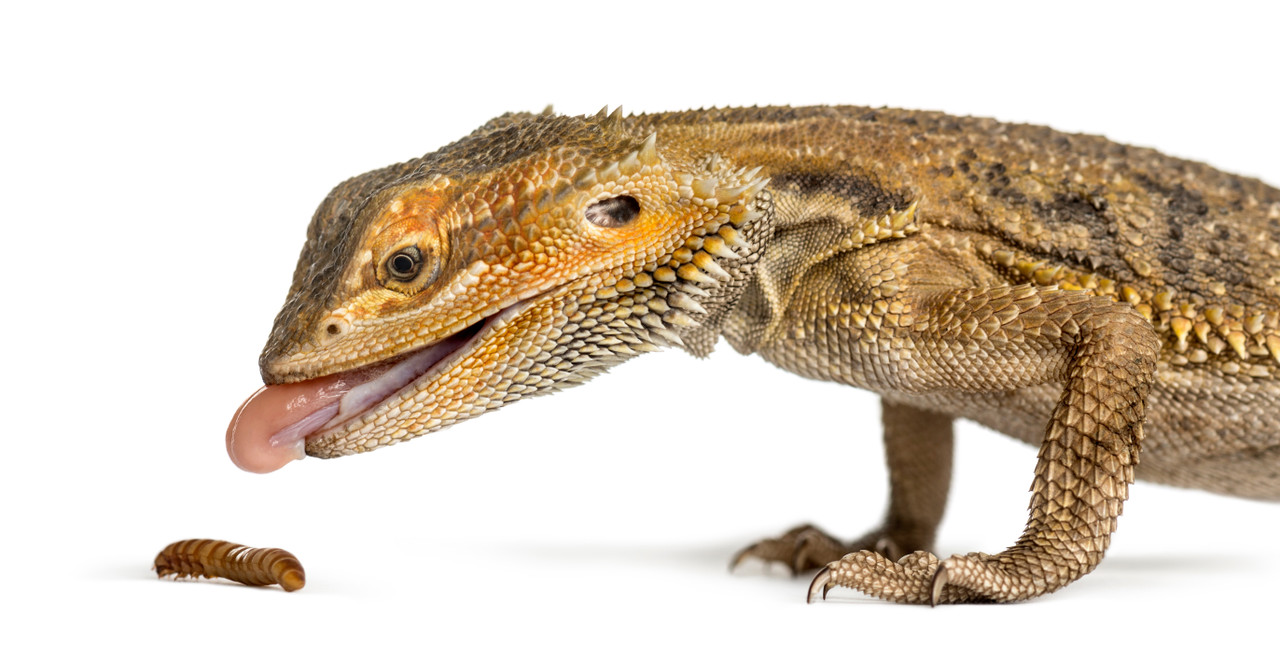 Fluker's Cricket Farms Live Crickets Feeder Insects Online Delivered