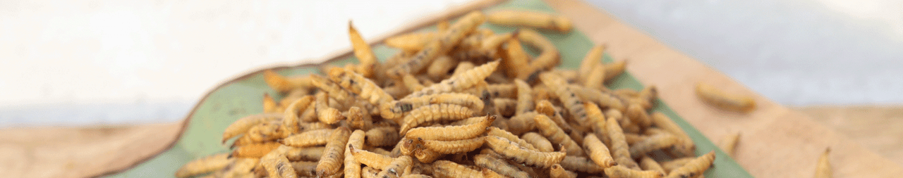 Fluker Farms - Order Live Crickets, Mealworms, Superworms