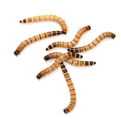 Live Superworms