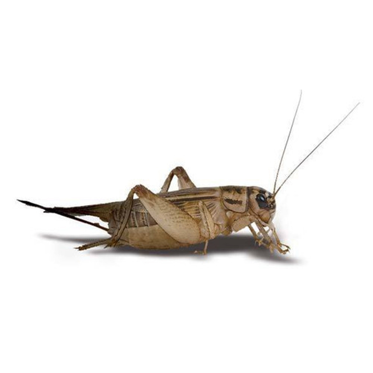Pisces Live Crickets Large Tub Approx 25