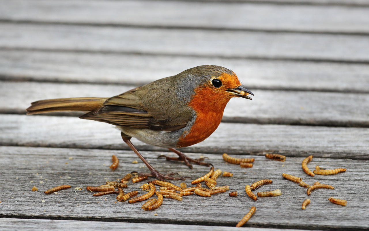 ​Facts and Information about Feeding Mealworms to Birds