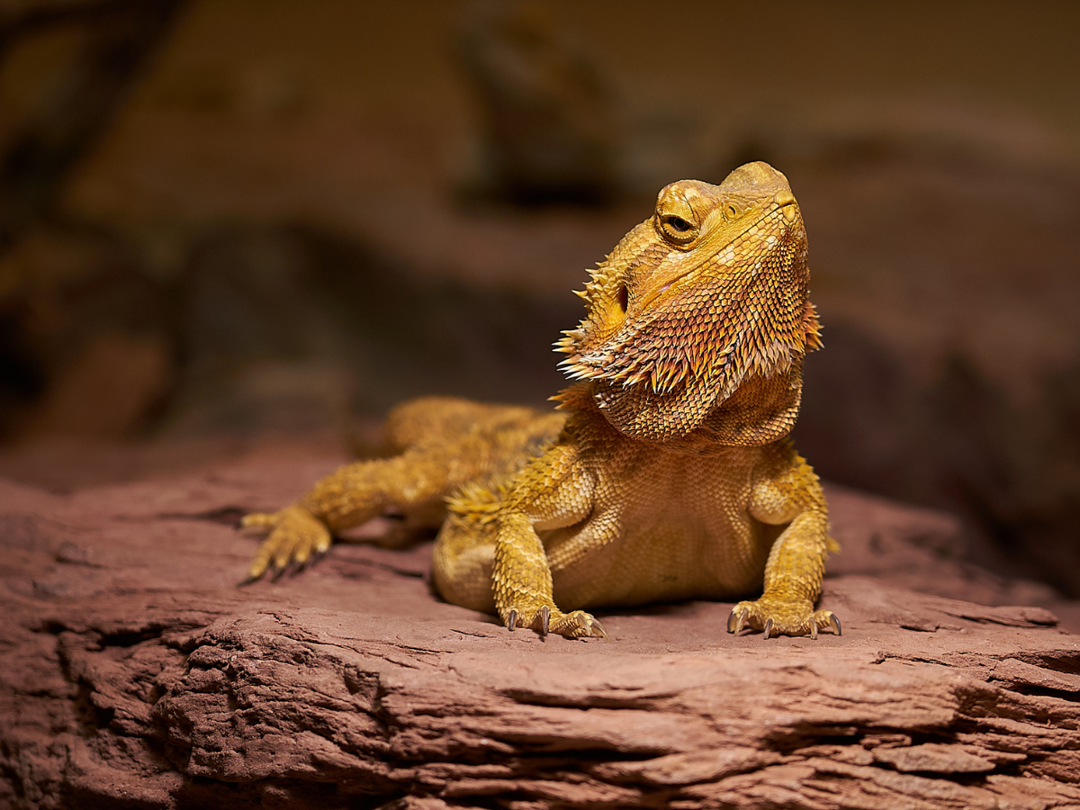 Bearded Dragon Care: The Complete Beginner's Guide to a Healthy, Thriving Dragon