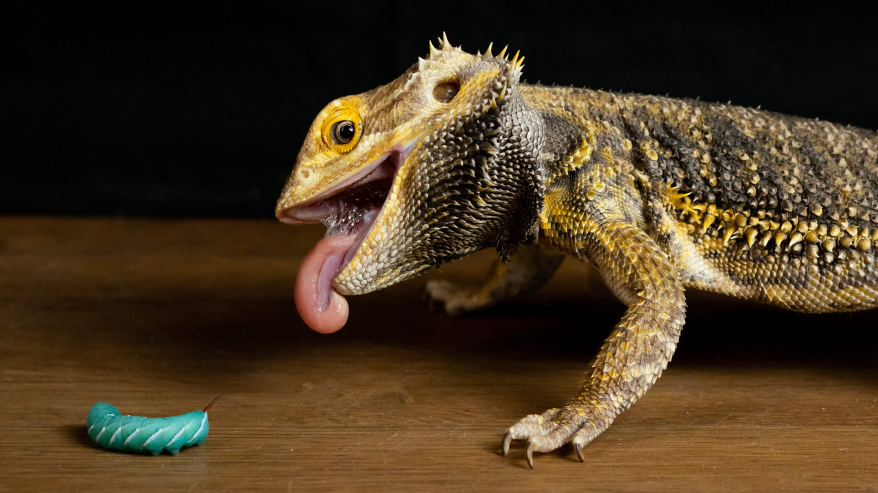 Hornworms for Bearded Dragons: Feeding Guide, Sizing, and Why Keepers Love Them 