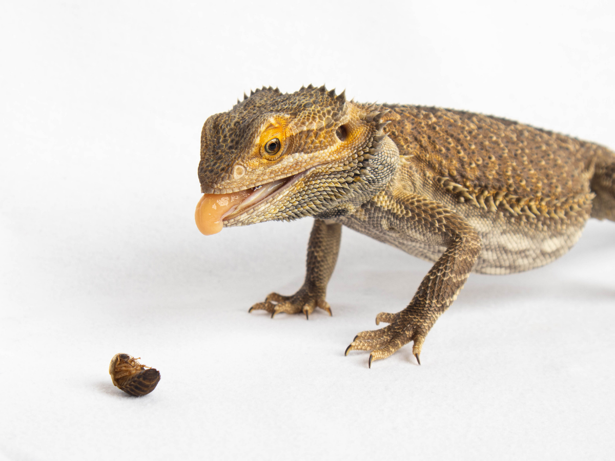 Dubia Roaches for Bearded Dragons: Feeding Amounts, Sizing, and Why Breeders Switched