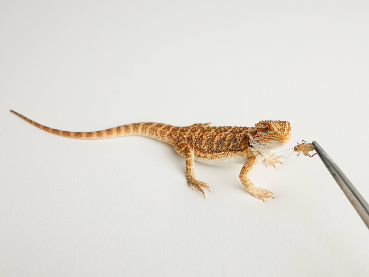 From Acheta to Banded Crickets : What We’ve Learned 