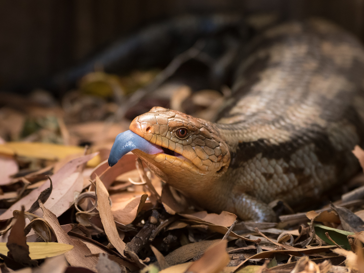 Blue Tongue Skink Care: The Complete Setup, Diet, and Husbandry Guide 
