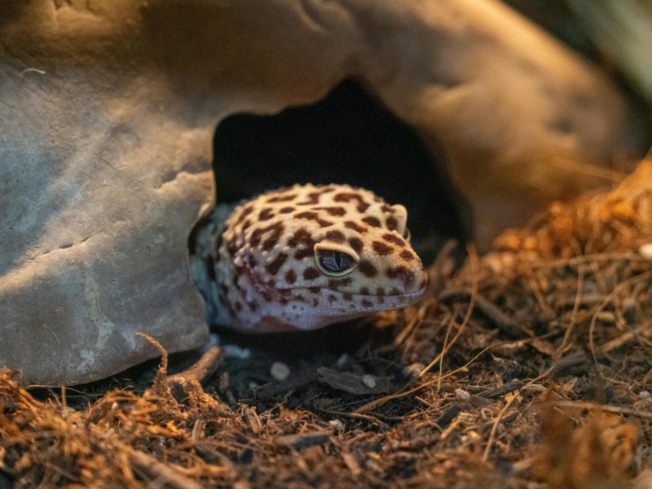 Stepping Into Brumation: A Seasonal Guide for Reptile Keepers