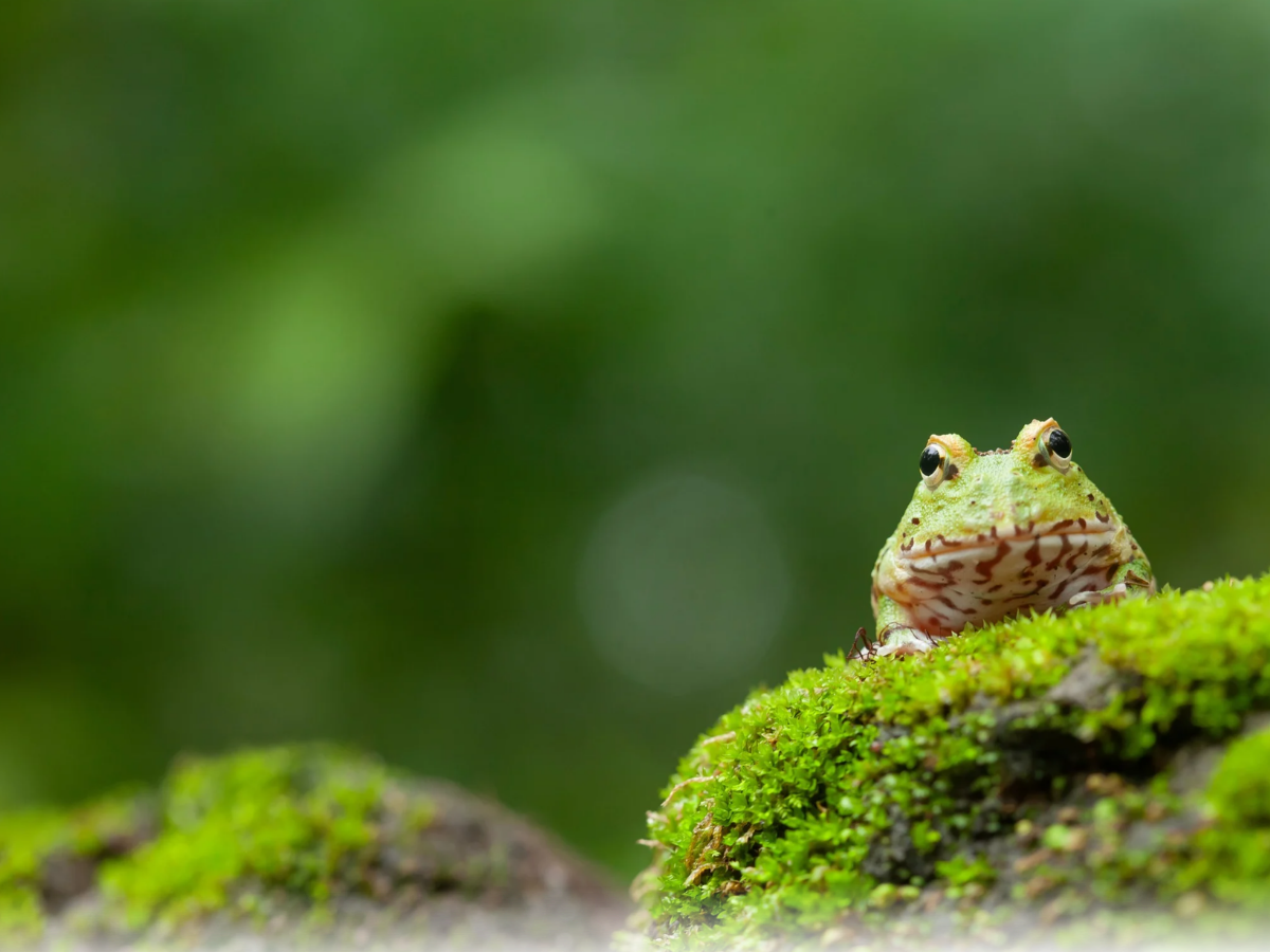 Why Conservation Matters in the Reptile World