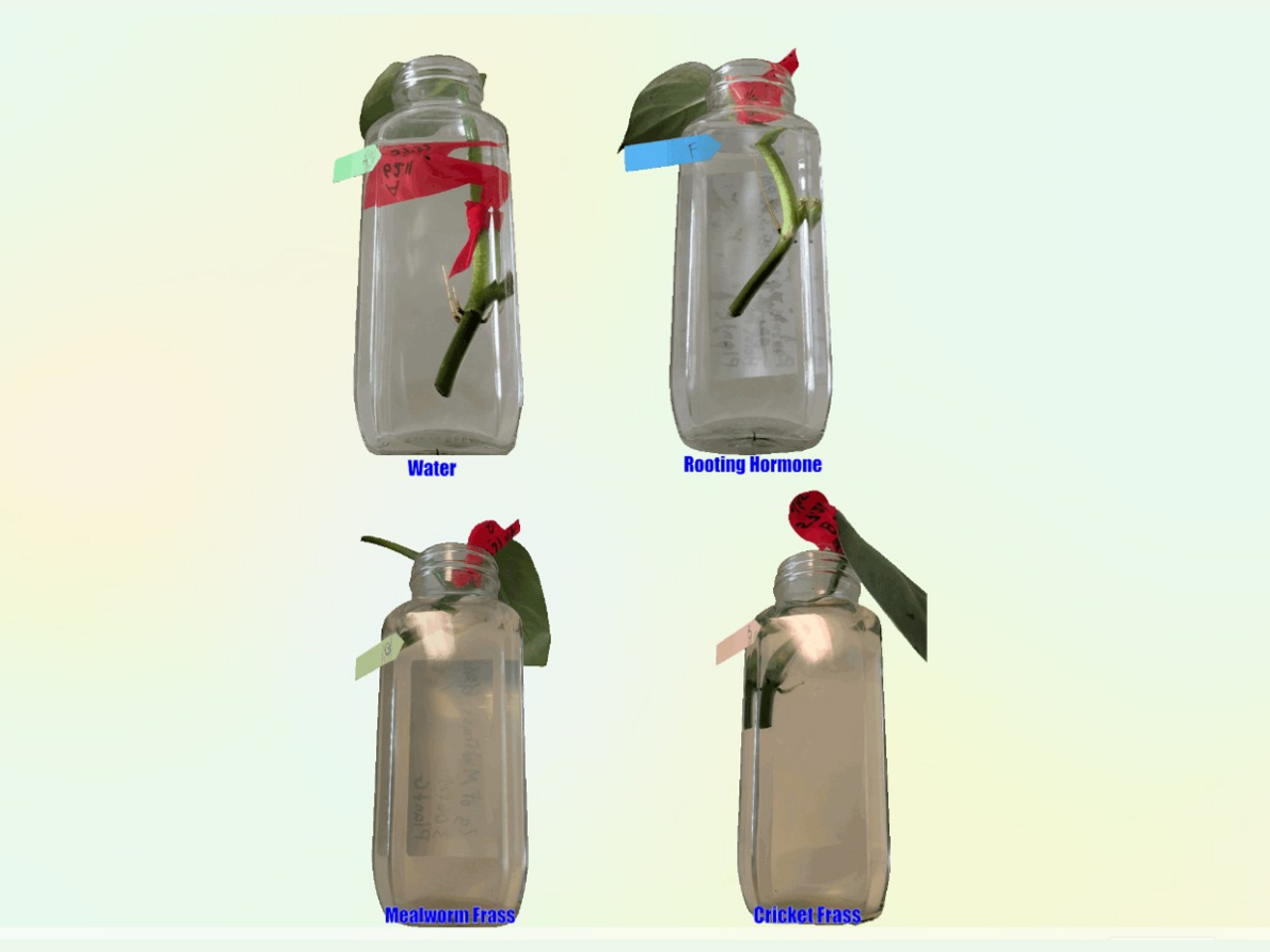 Can Insect Frass Support Plant Propagation?