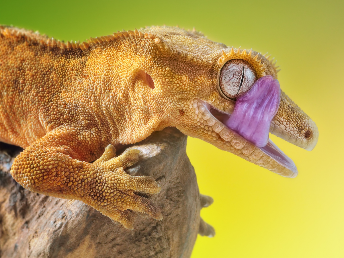 Crested Gecko Diet: The Complete Feeding Guide for Healthy, Long-Lived Geckos