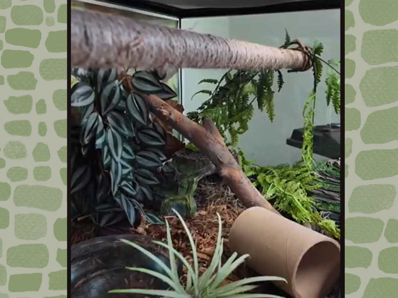 Why Enrichment Matters: Creating Environments Where Reptiles Thrive